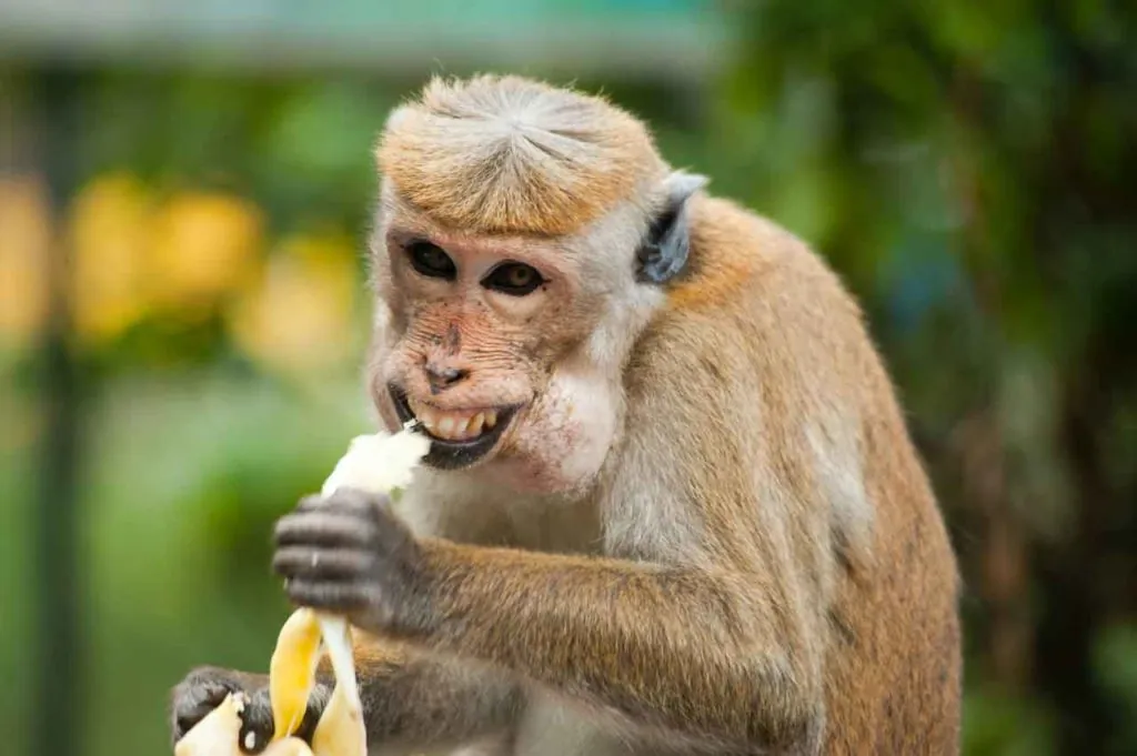 ape-eating-banana