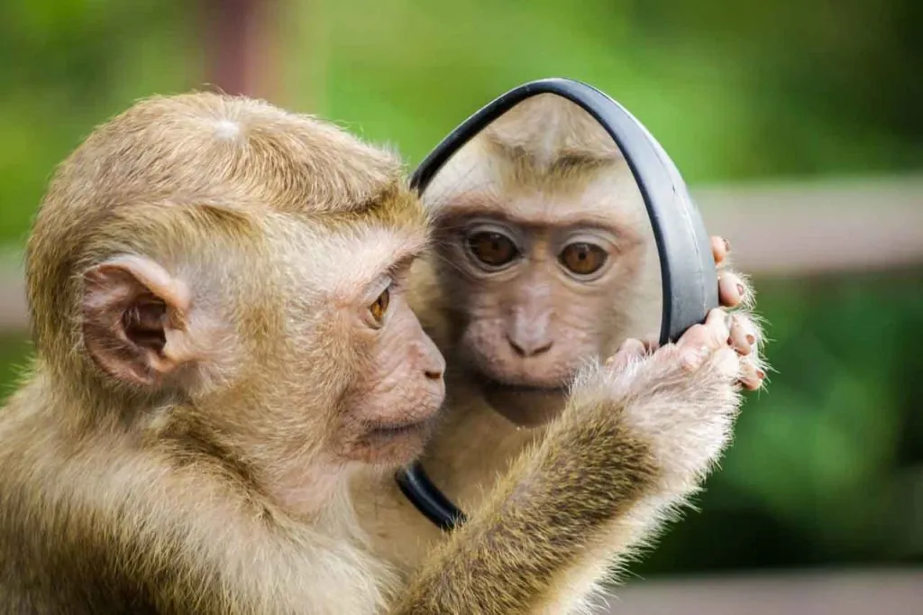 ape-looking-in-mirror