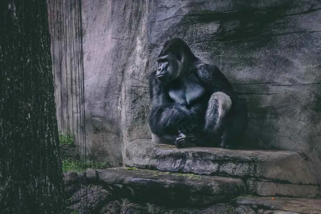 ape-sitting