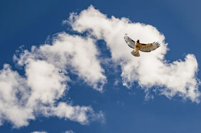 bird-flying